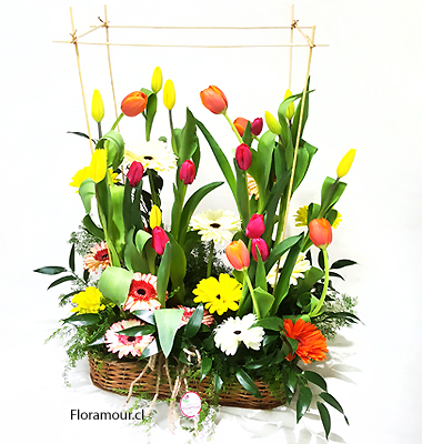 Bello y exclusivo arreglo de tulipanes y gerberas multicolor, montados en bandeja rústica de mimbre. (Disponible solo para Santiago de Chile)